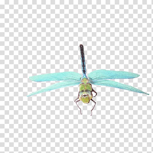 Insect Dragonfly Butterfly, dragonfly transparent background PNG clipart