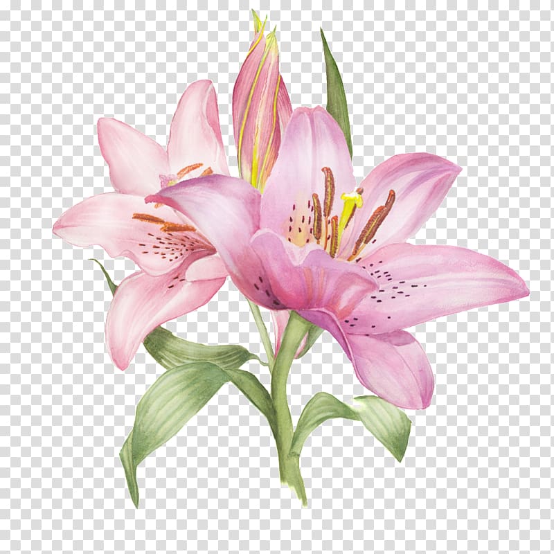 pink flowers painting, Lilium Illustration, Pink lily transparent background PNG clipart