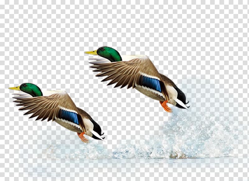 Mallard Duck Flight Bird, Flying Duck transparent background PNG clipart