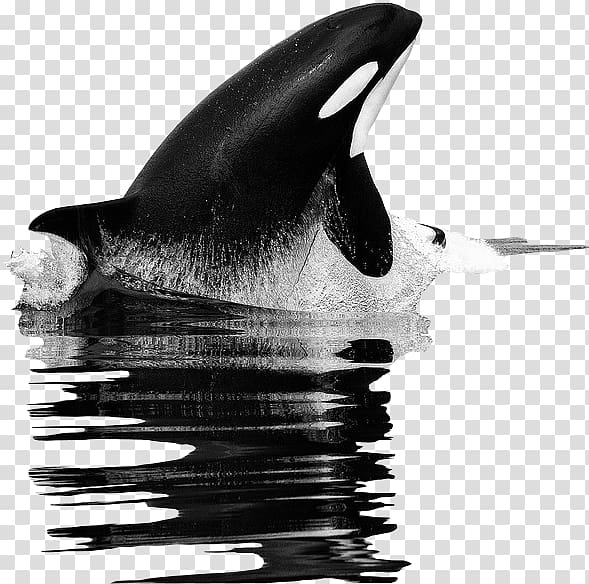whale illustration, Killer whale Tilikum United States Food chain, killer whale transparent background PNG clipart