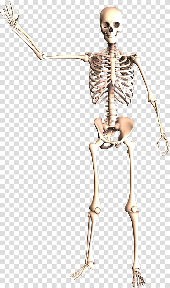 Dynatomy: Dynamic Human Anatomy Human skeleton, Skeleton transparent background PNG clipart