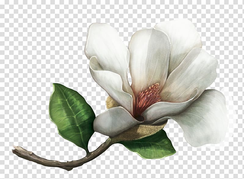 Southern magnolia Magnolia colombiana Magnolia mahechae Species Magnoliids, indoor plants transparent background PNG clipart