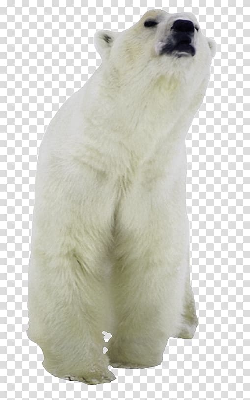 Polar bear American black bear Kodiak bear Pizzly, polar bear transparent background PNG clipart