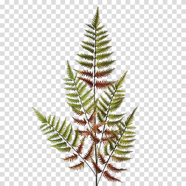 Fern Flower Dryopteris erythrosora Vascular plant, autumn meadow transparent background PNG clipart