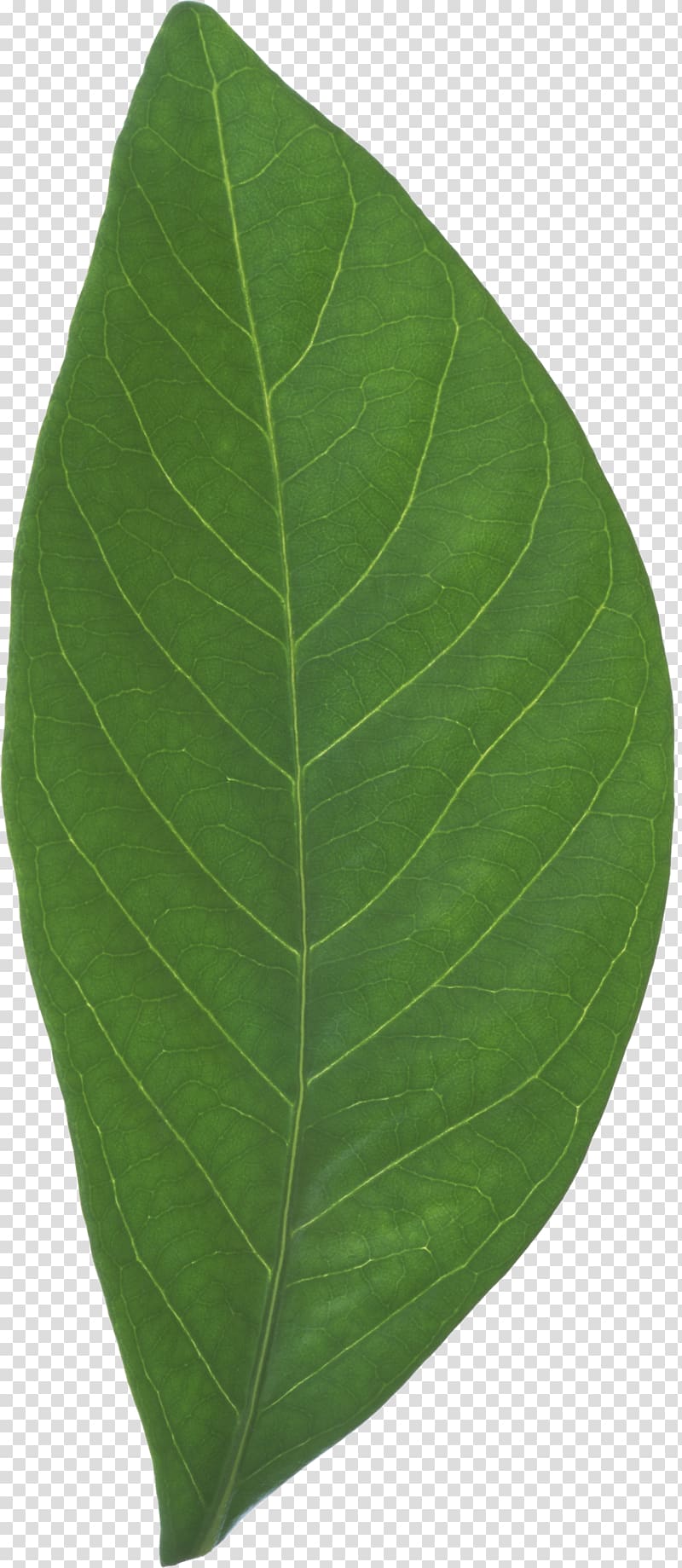 Leaf, defoliation transparent background PNG clipart