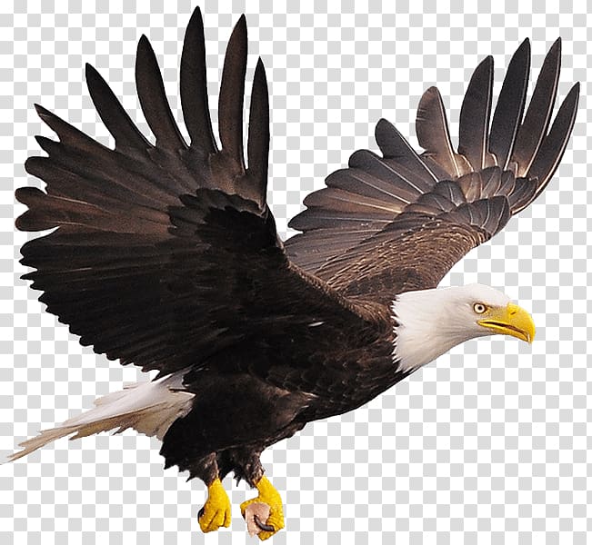 Bald Eagle , eagle track transparent background PNG clipart | HiClipart