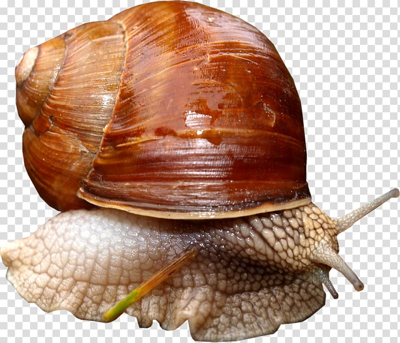 Lymnaeidae Sea snail, Snail transparent background PNG clipart