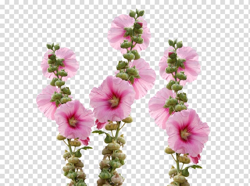Cut flowers Hollyhocks Mallow, wild flowers transparent background PNG clipart