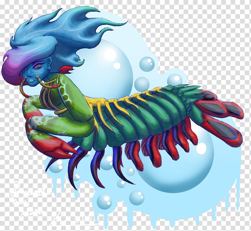 Mantis shrimp Odontodactylus scyllarus Drawing, Shrimp transparent background PNG clipart