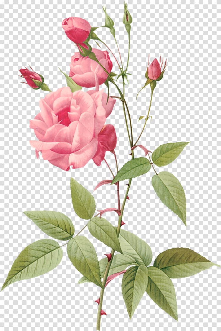 Hybrid tea rose Botanical illustration Botany Flower, rose transparent background PNG clipart