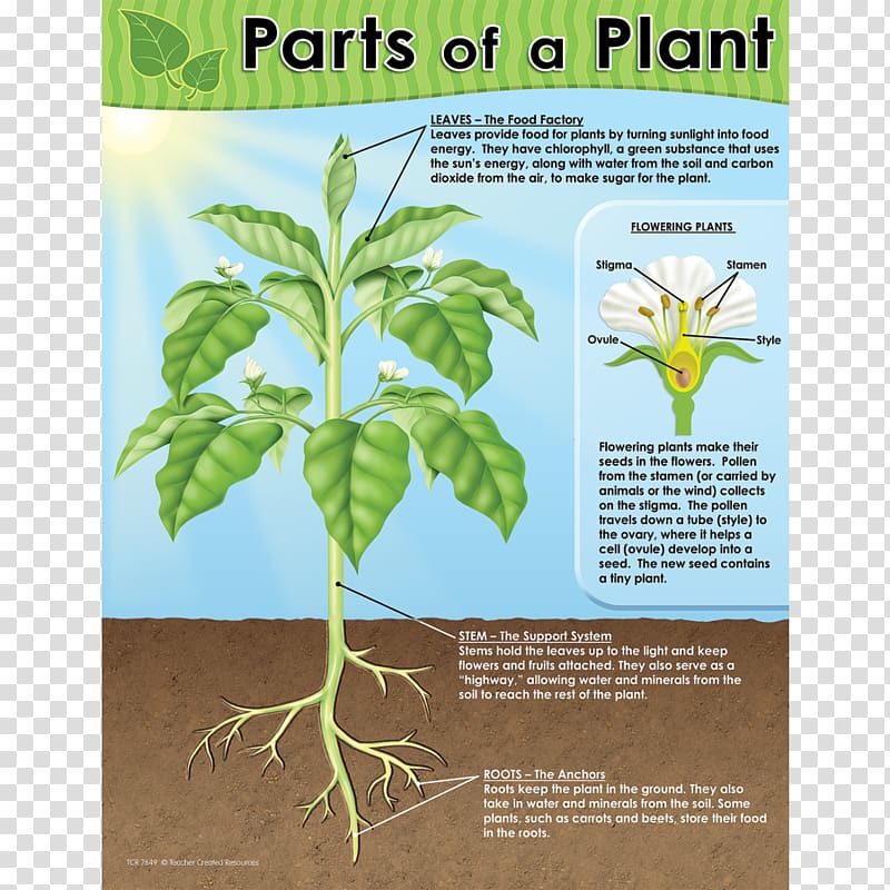 Chart Worksheet Plant Diagram Teacher, plant transparent background PNG clipart