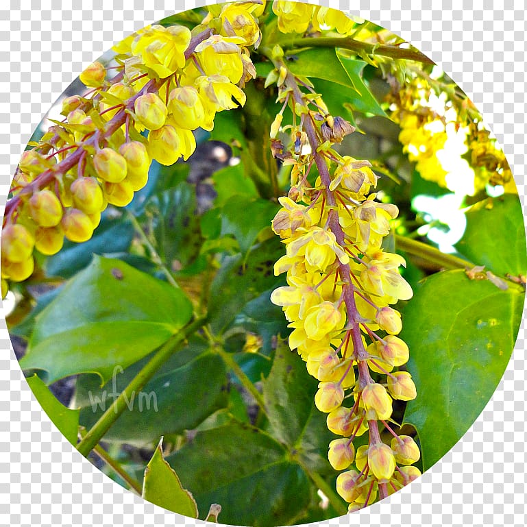 Mahonia, Alcorn\'s Flower Garden Centre transparent background PNG clipart