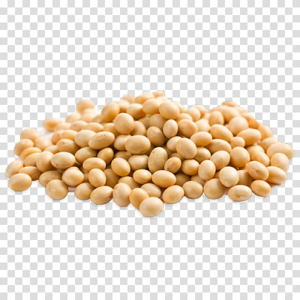 beige beans, Soy milk Soybean oil Genetically modified soybean Legume, soya transparent background PNG clipart