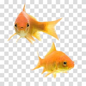 two gold fishes, Goldfish Couple transparent background PNG clipart