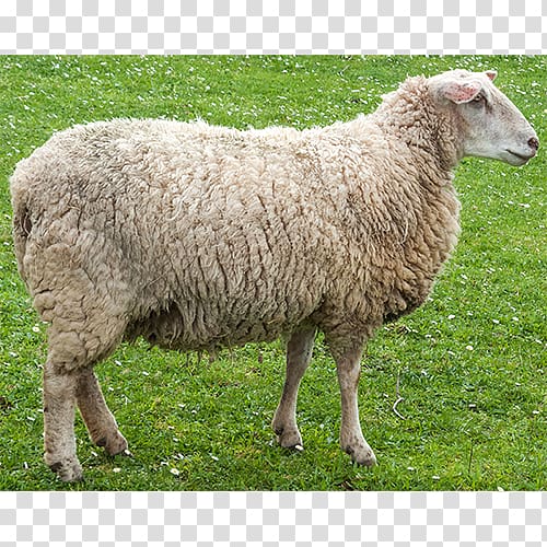 Sheep Herding Pasture Lamb and mutton Female, sheep transparent background PNG clipart