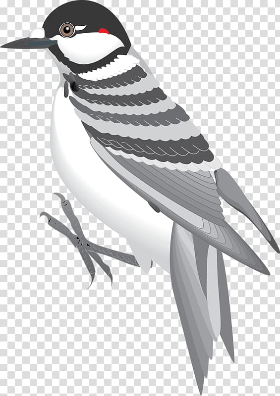 Bird Eurasian tree sparrow, Grey Sparrow transparent background PNG clipart
