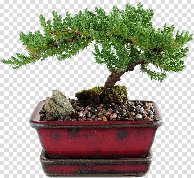 Indoor bonsai Juniperus procumbens Chinese sweet plum, tree transparent background PNG clipart