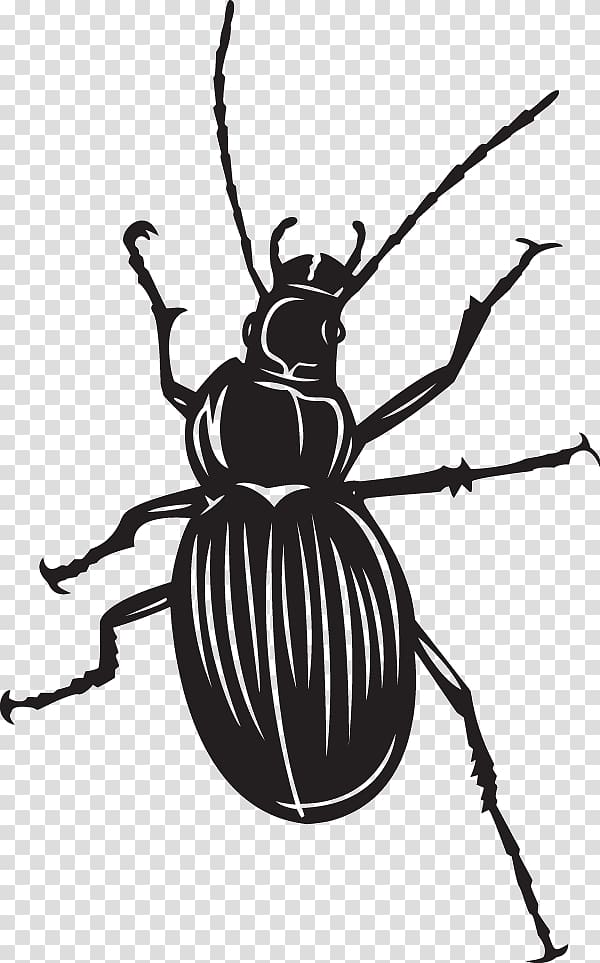 Beetle Fly Scarabs Illustration, beetle transparent background PNG clipart