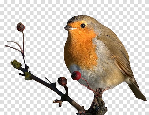 European robin American Sparrows Animal, others transparent background PNG clipart