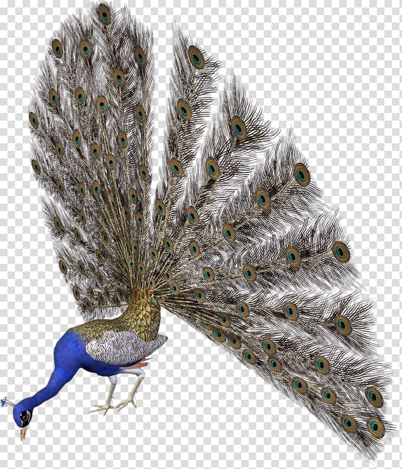 Peafowl Bird Avatar , peacock transparent background PNG clipart