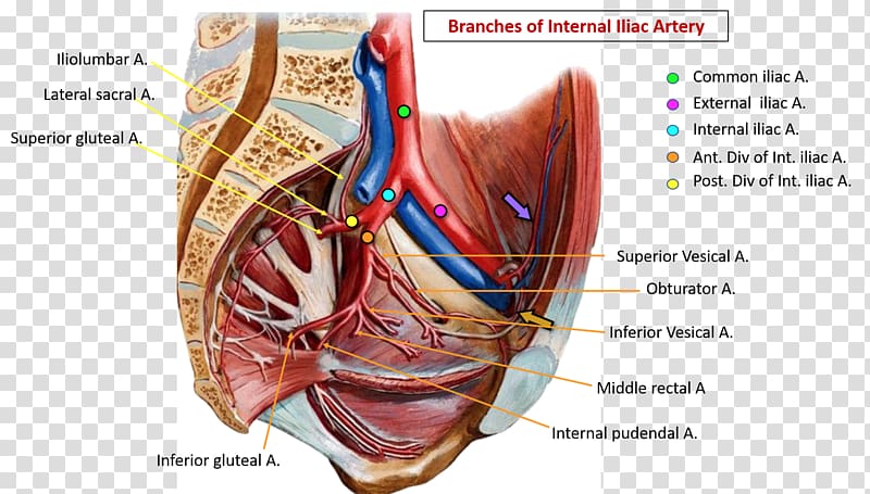 Common iliac artery Internal iliac artery Pelvis External iliac artery Blood vessel, upper lower letters transparent background PNG clipart