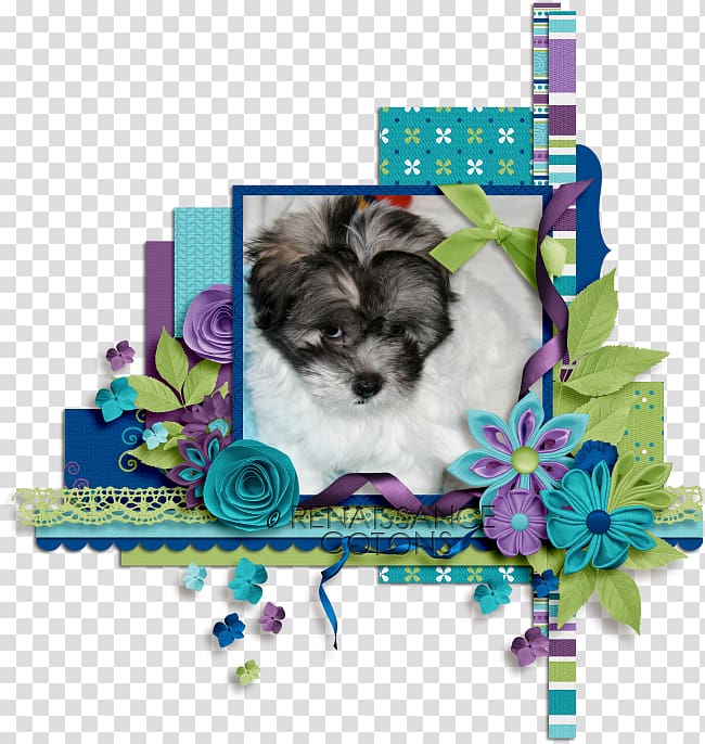 Your puppy Coton de Tulear Shih Tzu Morkie, Peafowl transparent background PNG clipart
