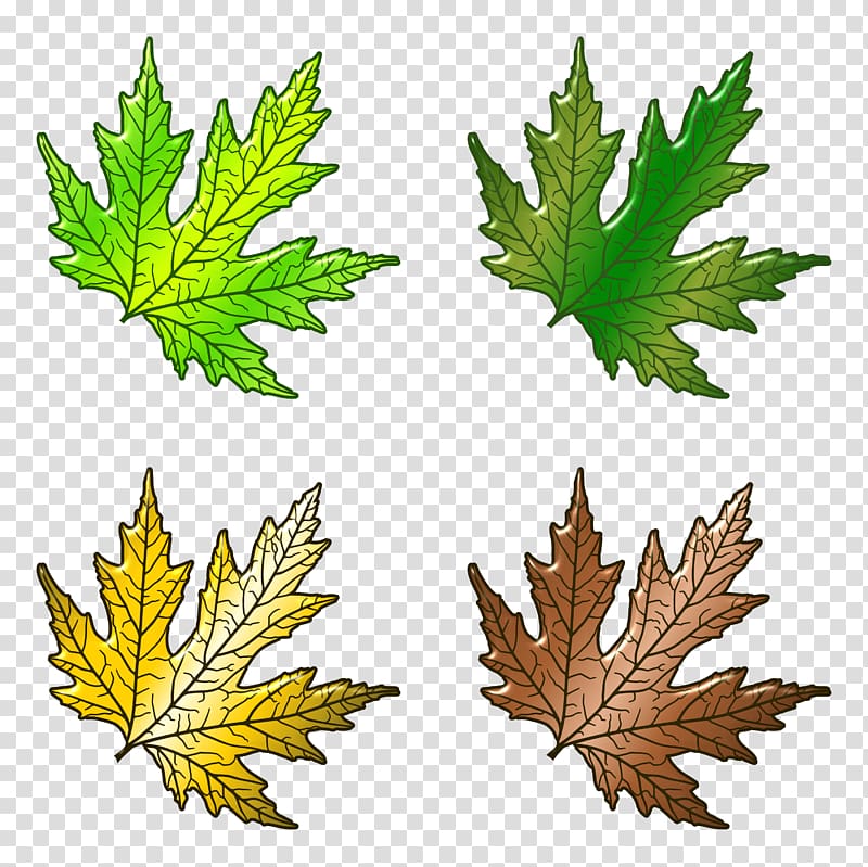 Portable Network Graphics Leaf Design Adobe shop , tender and beautiful transparent background PNG clipart