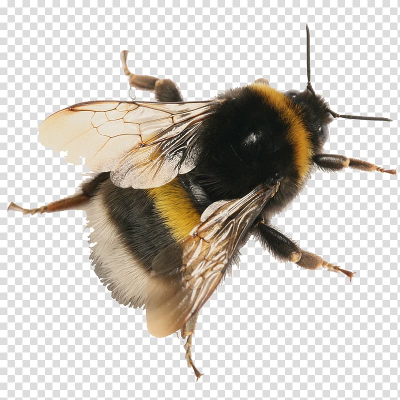 Honey bee Buff-tailed bumblebee Bombus pascuorum, compost small plastic buckets transparent background PNG clipart
