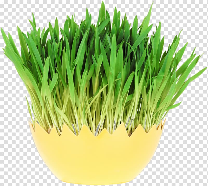 Wheatgrass Deposits Wheat sprout, spring grass transparent background PNG clipart