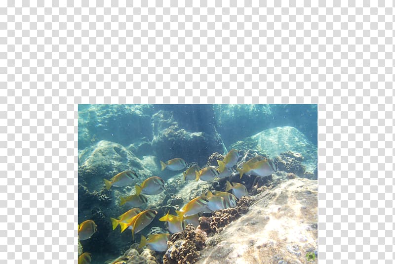 Coral reef fish Underwater Sea, water transparent background PNG clipart