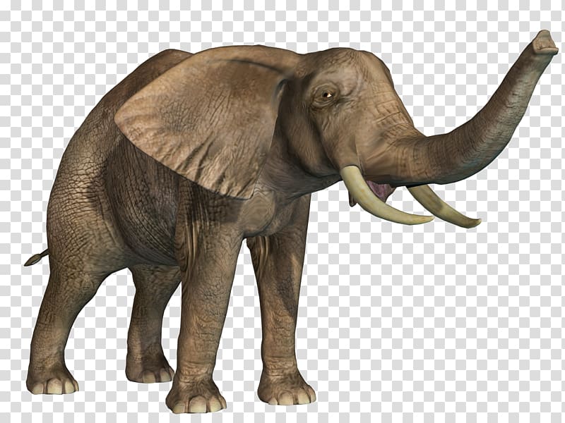 African elephant Indian elephant, Young elephant nose free to pull material transparent background PNG clipart