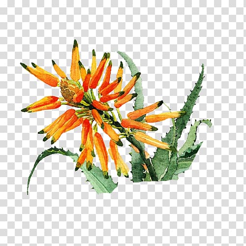 Floral design Flower Icon, Orange flower Aloe transparent background PNG clipart