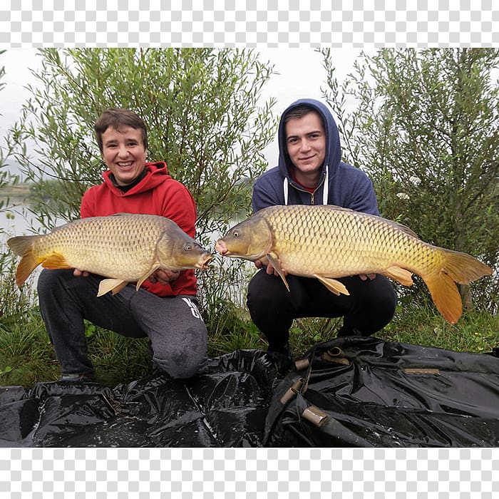 Fish pond Carp Fisherman Rudd, fish transparent background PNG clipart