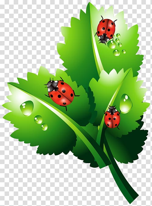 Coccinella septempunctata Insect, others transparent background PNG clipart