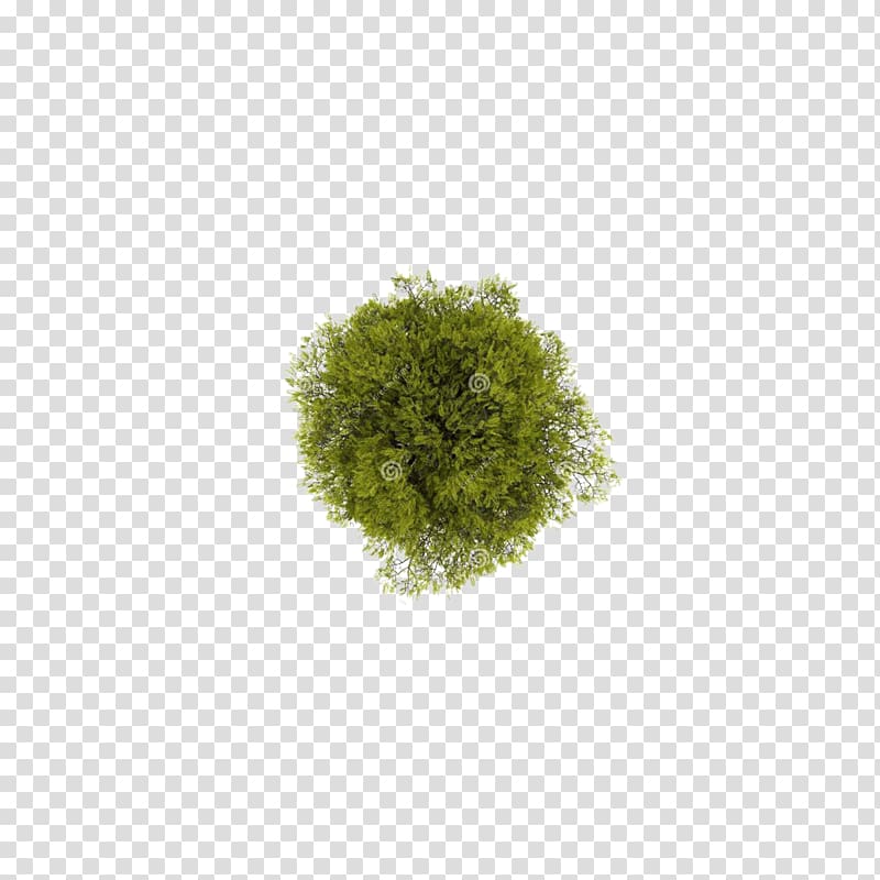 Tree Computer file, Tree top view, green grass transparent background PNG clipart
