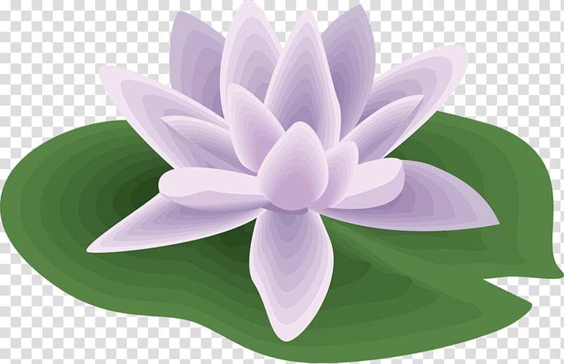 Water lilies Nelumbo nucifera , water lilies transparent background PNG clipart