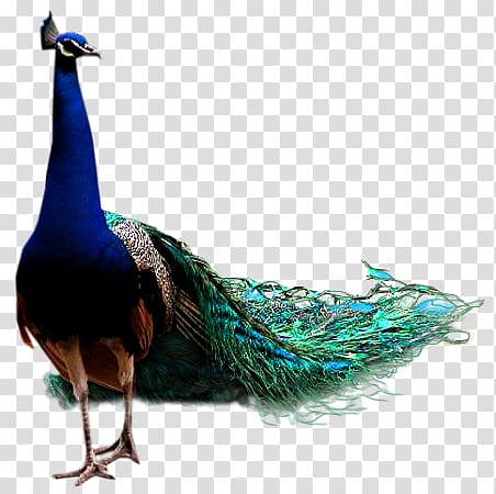 Peacock transparent background PNG clipart