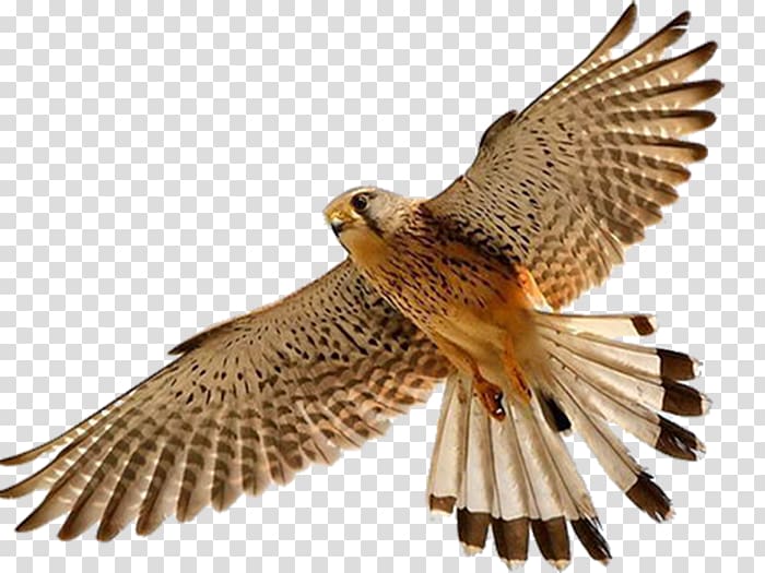 Bird Falcon, Falcon transparent background PNG clipart