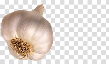 Garlic transparent background PNG clipart