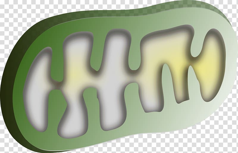 Chloroplast Mitochondrion Organelle , mitochondria transparent background PNG clipart