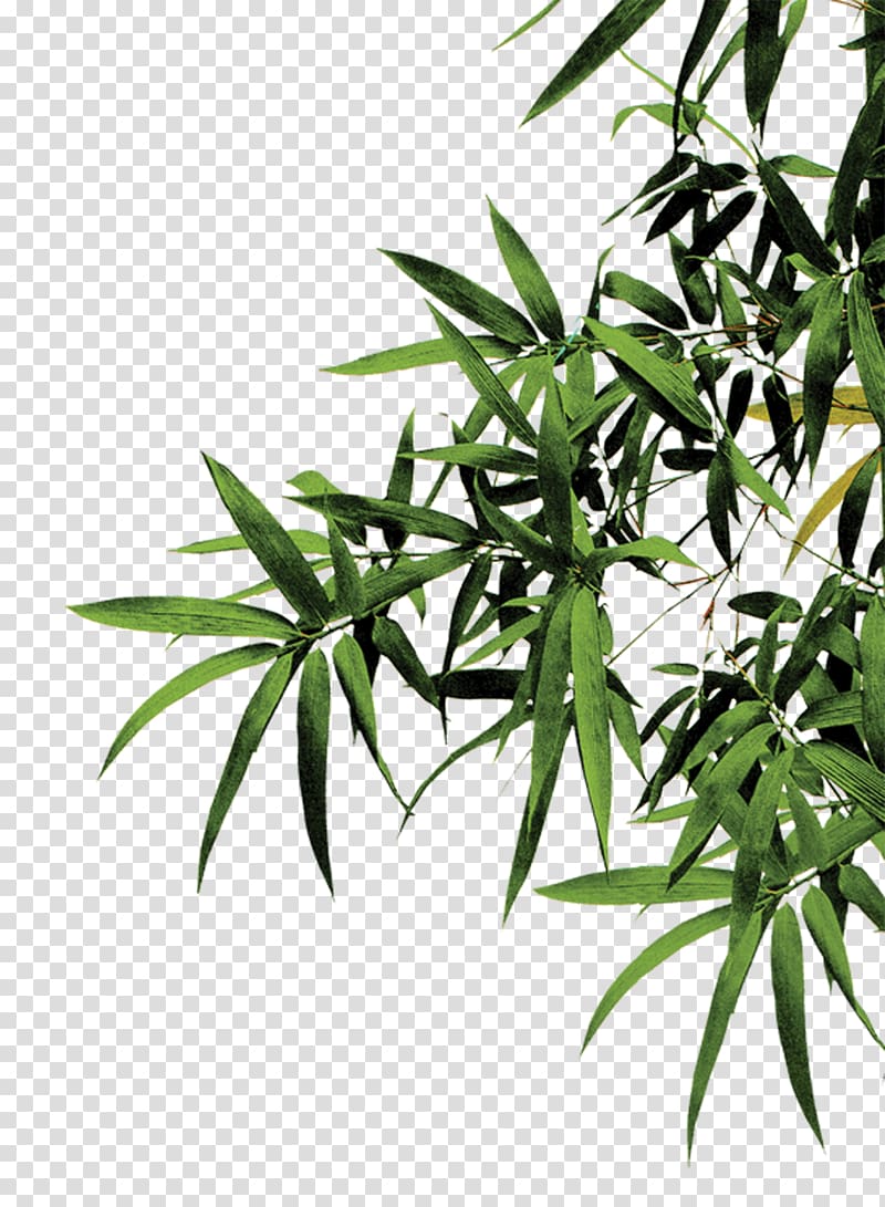Bamboo Computer file, Green bamboo leaves transparent background PNG clipart