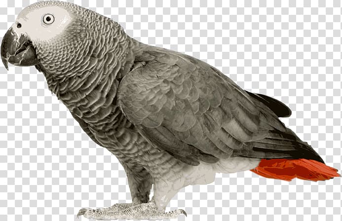 Grey parrot Bird Budgerigar Amazon parrot, parrot transparent background PNG clipart