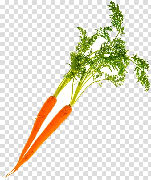 Greens Carrot, chicory root transparent background PNG clipart