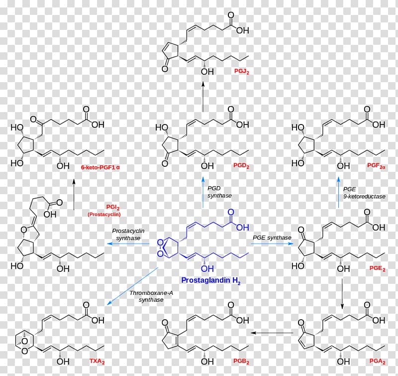 Prostanoid Prostaglandin H2 Chemical synthesis Prostacyclin, others transparent background PNG clipart