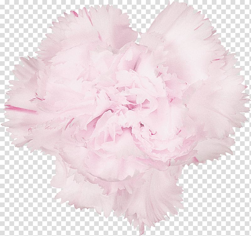 Carnation Cut flowers Istanbul, CARNATION transparent background PNG clipart