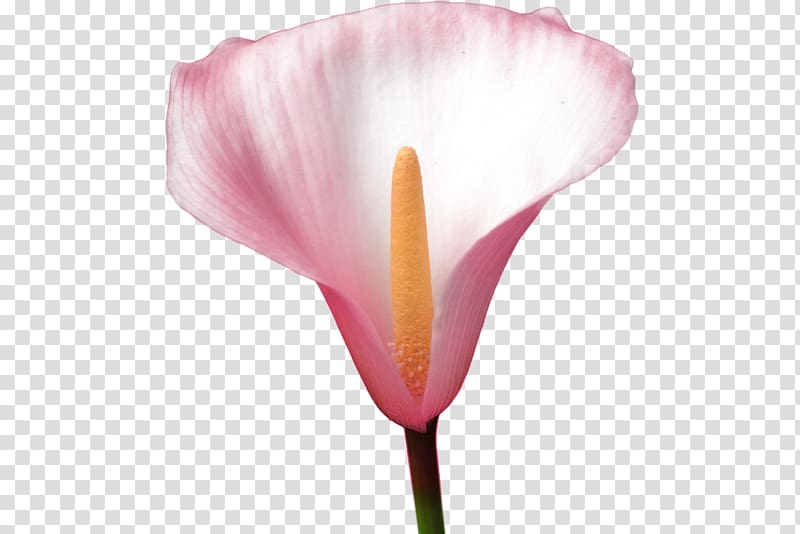 Flower Petal Rosaceae Tulip Plant stem, callalily transparent background PNG clipart