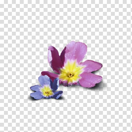 Petal Primrose Dietary supplement Violet Flower, others transparent background PNG clipart
