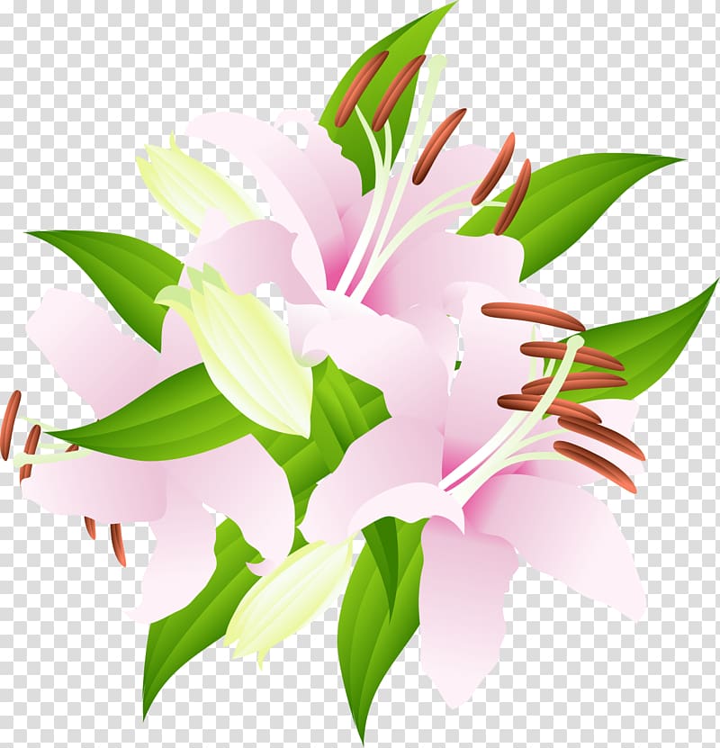 Lilium Lily of the Incas Cut flowers Yuri, flower transparent background PNG clipart