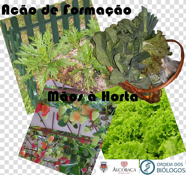 Ordem dos Biólogos Biology Information Ecology Document, hortÃªnsia transparent background PNG clipart