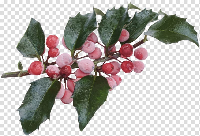 Yaupon Christmas Ilex crenata Common holly Aquifoliales, HOLLY transparent background PNG clipart